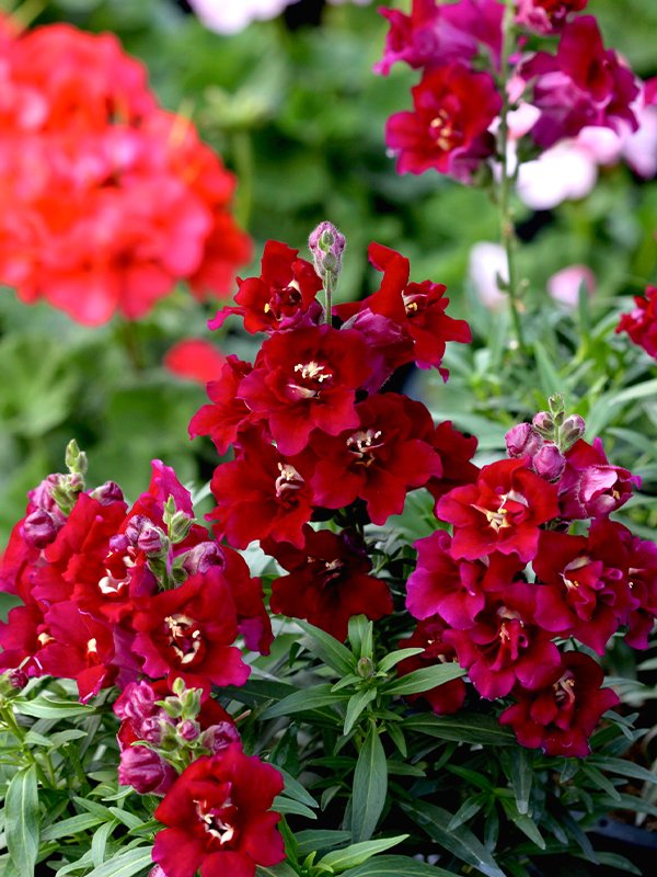 Antirrhinum twinny Violet - кученца ниски виолетови (226)
